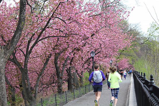 美しい桜の下をジョギングする人達でいっぱいです。