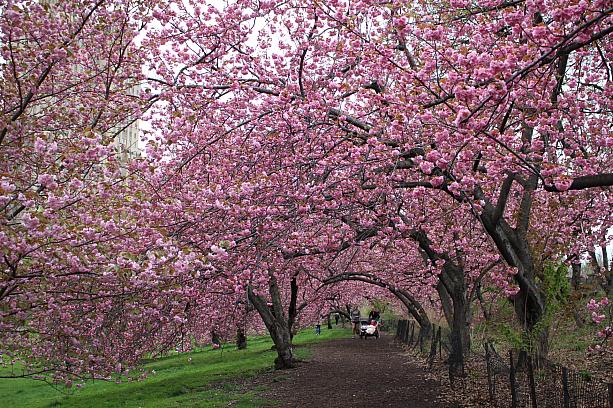 セントラルパークの桜の名所も満開です！場所は西側の86丁目付近です。