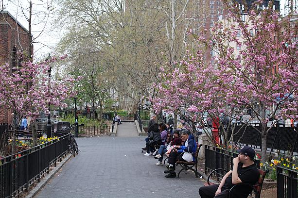 サラ・Ⅾ・ルーズベルトパークに行ったら、もう八重桜が咲いているではありませんか！
