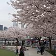 今日のお目当てはハンターズ・ポイント・サウス・パークの桜。