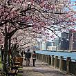 ルーズベルト島の桜は川沿いに並んでいます。満開です♪