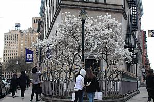 3&4月のニューヨーク【2023年】 イースターパレード ニューヨークでお花見 セントパトリックデー イースター メトロポリタン美術館ロックフェラーセンター