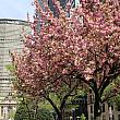 こちらはパークアベニューと37丁目付近。市内の八重桜は今週がピークですね。