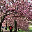 有名なセントラルパークの桜のトンネルもこのとおりです。