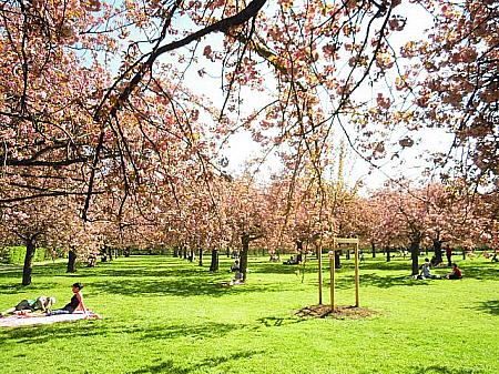 ４月。パリ郊外のソー公園では見事な桜が。