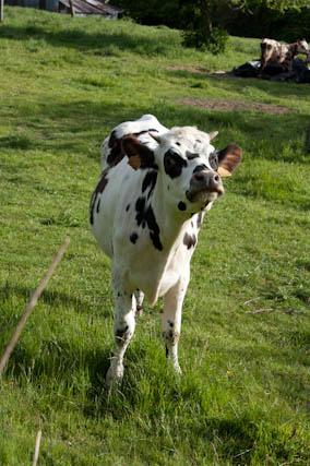 ノルマンディー種の牛