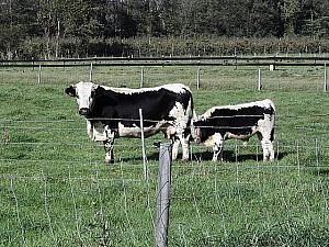 アルザス種の牛でマンステールを作ります。
