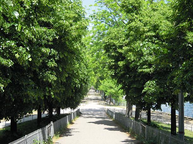 15区と16区の間、セーヌ河の中洲にある小さな散歩道、その名も「白鳥の散歩道」。