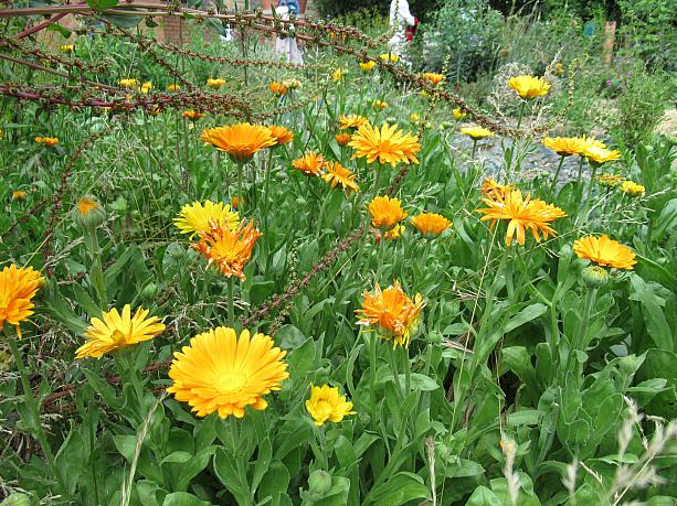 保湿クリームにも使われるカレンデュラは色も鮮やか。癒しの庭でした。