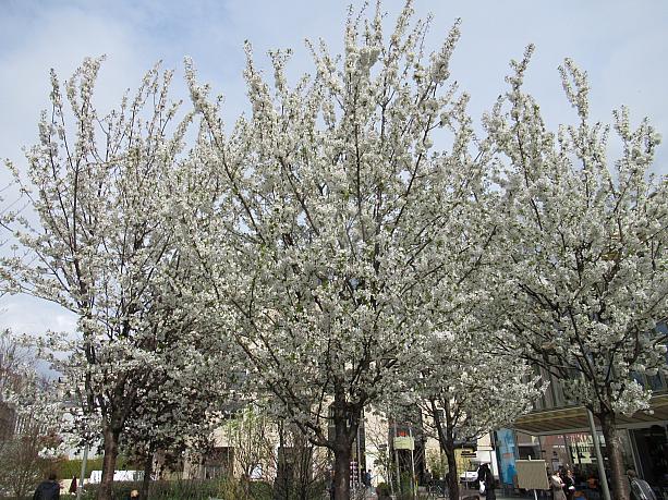 染井吉野を思わせる桜もほとんど満開。