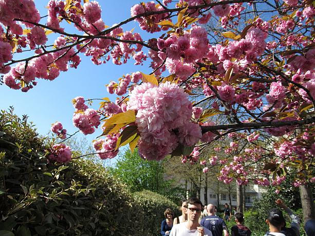 ところどころに八重桜も咲いています。