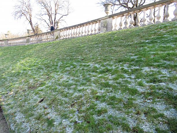 なんと芝生の上には霜が！午後でも残っているのが驚きですね。