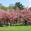 ソー公園の桜
