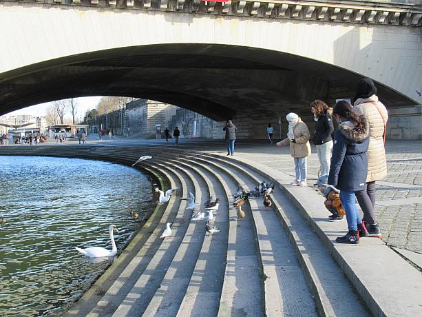河岸におりてみました。セーヌ河にも白鳥がいるんですね！フランスでは規制緩和がはじまりました。春に向かって明るいムードになっていくといいですね。