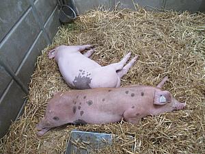 こちらはもっと育った豚。寝ているか食べているかのどちらかです。