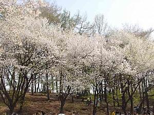 ソウルのお花見スポット～汝矣島・ユンジュンノ＆オリニ大公園