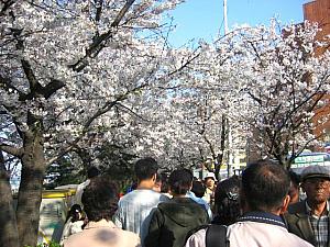 写真で見る汝矣島の桜～２００４年編！
