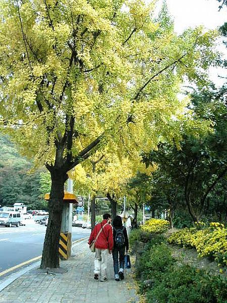 ソウルの紅葉と落葉のストリート【２００５年】