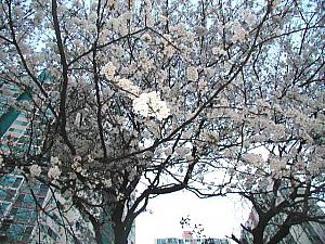 写真でみる釜山の桜～２００２年編！