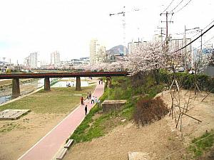 写真でみる釜山の桜～２００２年編！