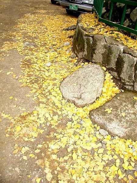紅葉の絨毯！鮮やかな黄色い色が落ち葉になっても素敵でした。 