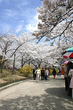 慶州の桜スポット