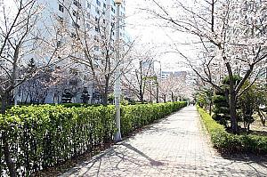 写真で見る釜山の桜～２００６年編！