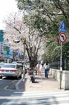 写真で見る釜山の桜～２００６年編！