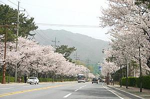 写真で見る慶州の桜～２００６年編！