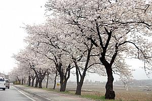 写真で見る慶州の桜～２００６年編！
