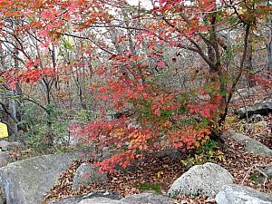 写真で見る釜山・梵魚寺の紅葉！【２００６年】