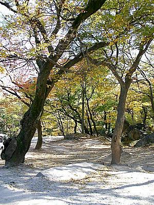 写真で見る釜山の紅葉！【２００７年】