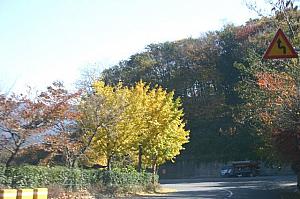 写真で見る釜山の紅葉！【２００７年】