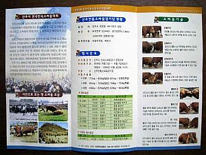 韓国の「牛相撲」を見てきました！