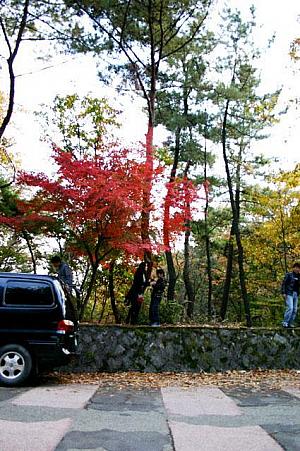 写真で見る釜山の紅葉！【２００８年】