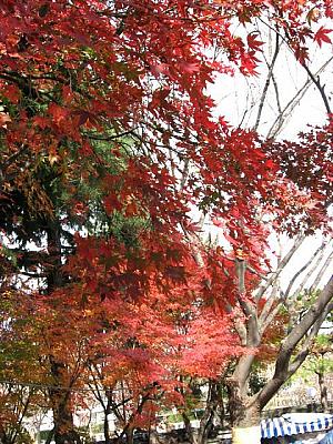 写真で見る秋の慶州！【２００８年】
