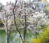 ソウルの桜も咲いた！咲いた！ -石村湖