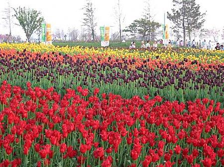 タンタンのソウル風景イゴッチョッ・第２２回「バテバテの5月連休」