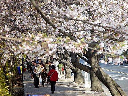 第５回　漢江 汝矣島・春の花祭り開催（Spring flower Festival）