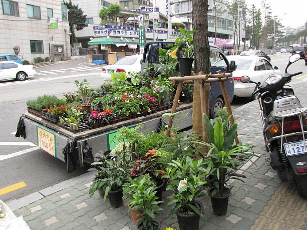 これはトラックの荷台全体が「お花畑（？）」の移動式お花屋さん。
