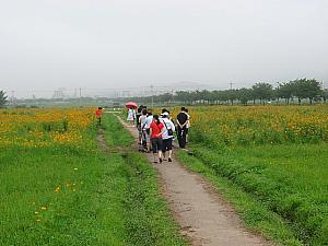 夏の慶州を楽しむ蓮の花 蓮の花 慶州夏の花