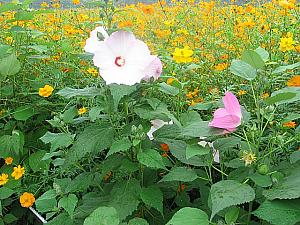 夏の慶州を楽しむ蓮の花 蓮の花 慶州夏の花