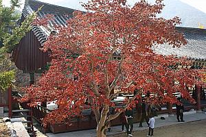 写真でみる釜山の紅葉！【２００９年】 釜山紅葉 釜山秋紅葉スポット