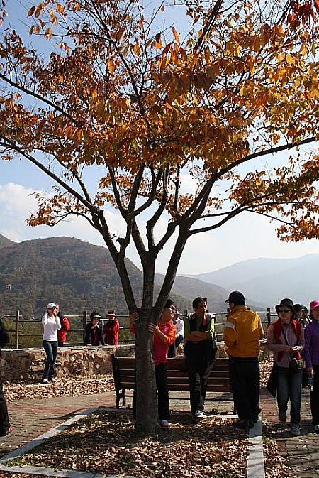きれいに色がついた木と記念撮影をする観光客