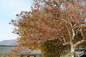 写真でみる釜山の紅葉！【２００９年】 釜山紅葉 釜山秋紅葉スポット