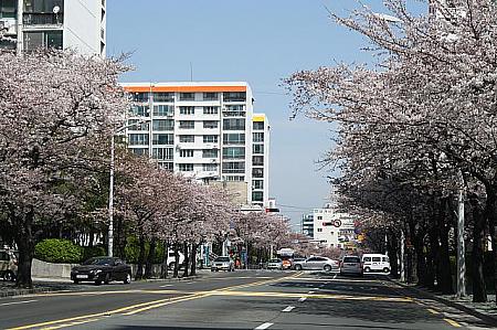 写真で見る釜山の桜～２０１０年編！ 釜山の桜桜の名所