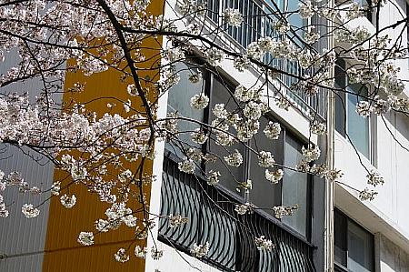 写真で見る釜山の桜～２０１０年編！ 釜山の桜桜の名所