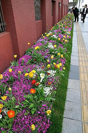 徳寿宮から光化門に向かう途中、コリアナホテルの少し手前で花壇がお出迎え。