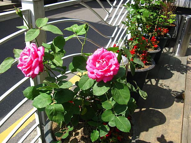 今度はピンクのバラ！これは鉢植えで育てている花みたいですね～。とってもキレイです！