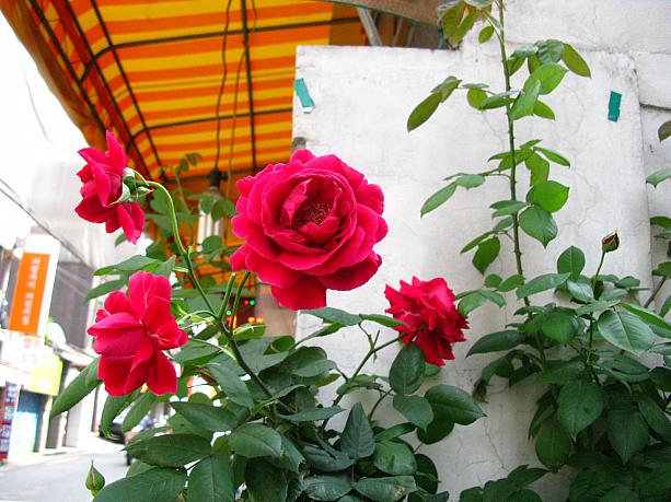 韓国語でバラは장미(チャンミ)。こうやって住宅地にもたくさん咲いているけれど、エバーランドで6月13日まで、ソウル大公園の近くにあるソウル動物園横のバラ庭園では7月4日まで、チャンミ祝祭(バラ祭り)を開催しているそうですョ！